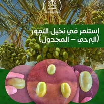 Major Challenges of Palm Cultivation… and How to Avoid Them with Proper Management