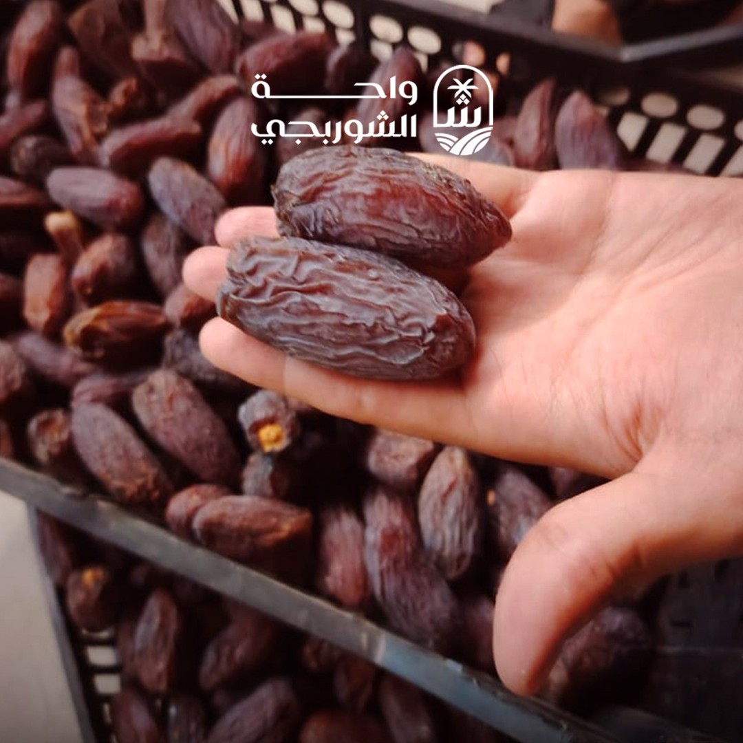 Productivity in ElShorbagy Farms