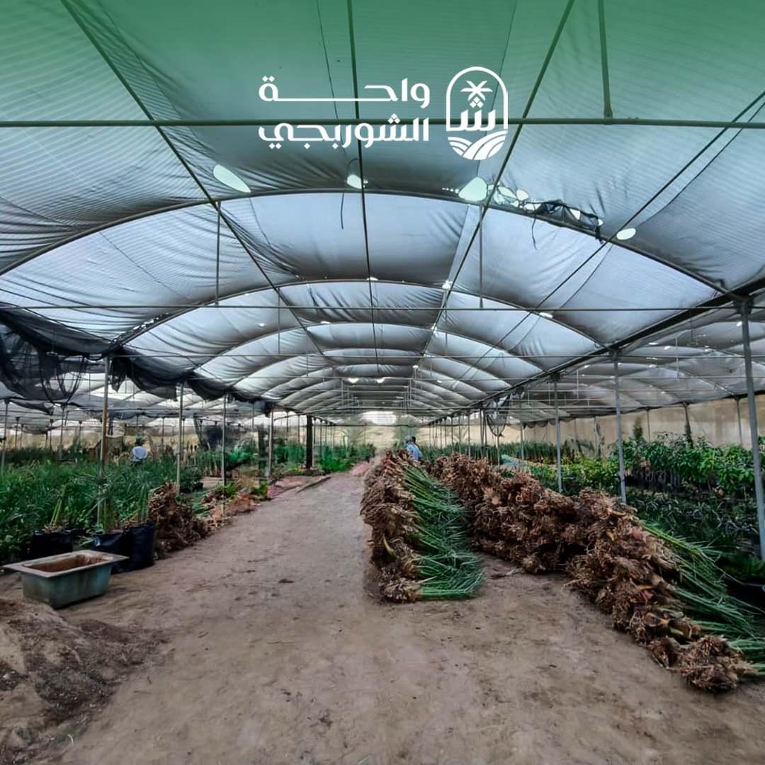 Preparing Offshoots for Pre-Planting Stage